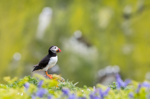 Single puffin on green clifftop with blurred puffin colony in background and bluebell flowers in foreground. Skomer Island, Pembrokeshire, May.