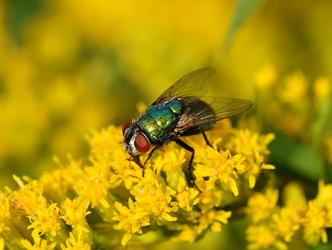 Common green bottle fly Lucilia cericata on yellow flower