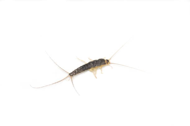 istock Long tailed gray silverfish Ctenolepisma longicaudata 1127558688