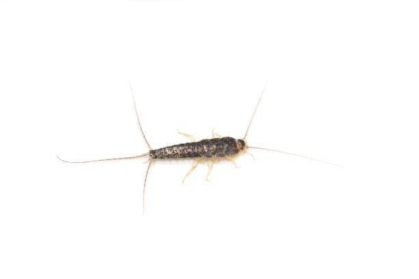 istock Long tailed gray silverfish Ctenolepisma longicaudata 1127558691