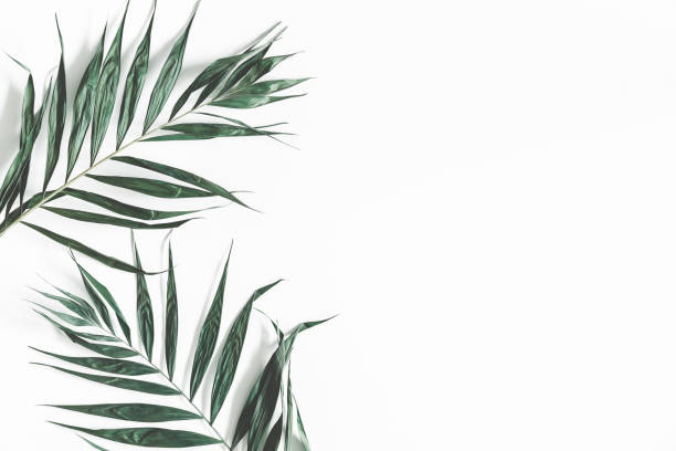 istock Tropical palm leaves on white background. Summer concept. Flat lay, top view, copy space 1127558766