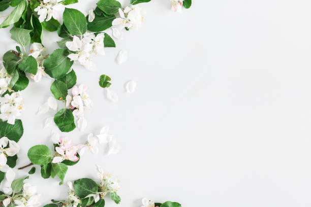 istock Flowers composition. Apple tree flowers on pastel gray background. Spring concept. Flat lay, top view, copy space 1127558779