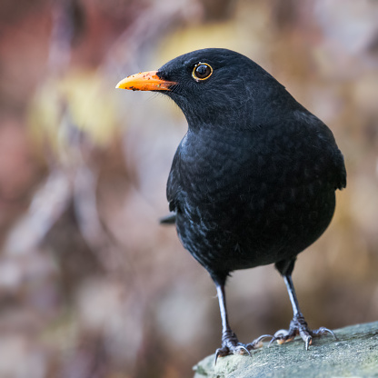 Male blackbird (Turdus merula) in winter garden, Wales UK. November