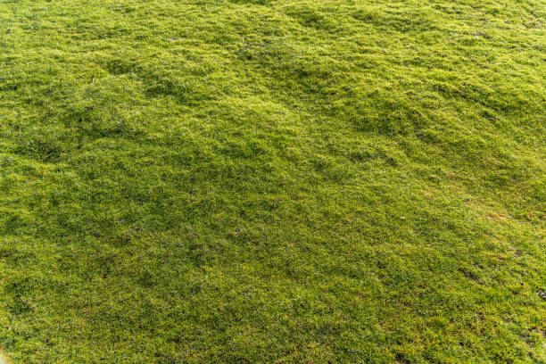 herbe inégale. - irrégulier photos et images de collection