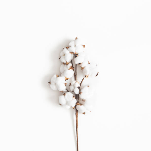 Flowers composition. Cotton flowers on white background. Flat lay, top view, square Flowers composition. Cotton flowers on white background. Flat lay, top view, square cotton stock pictures, royalty-free photos & images