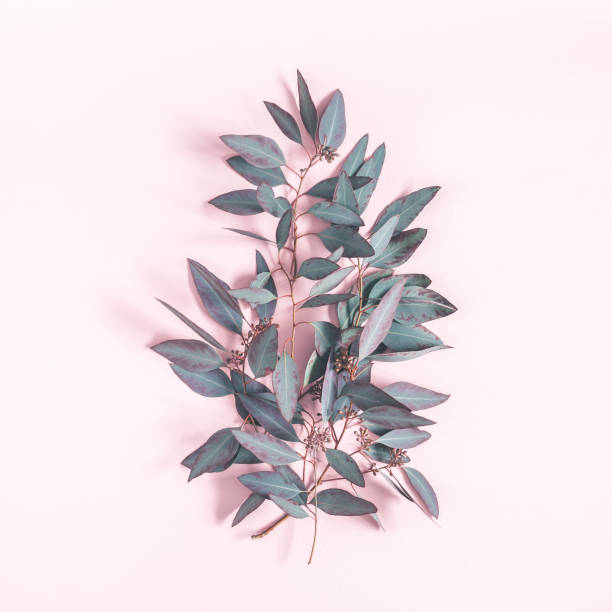 istock Eucalyptus leaves on pastel pink background. Pattern made of eucalyptus branches. Flat lay, top view, square 1127560088