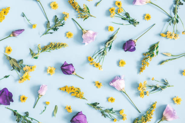 istock Flowers composition. Yellow and purple flowers on pastel blue background. Spring, easter concept. Flat lay, top view 1127560515