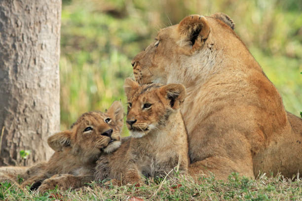 istock Female Lion with cubs 1127560697