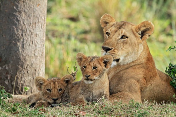 weibliche löwen mit jungen - lioness stock-fotos und bilder