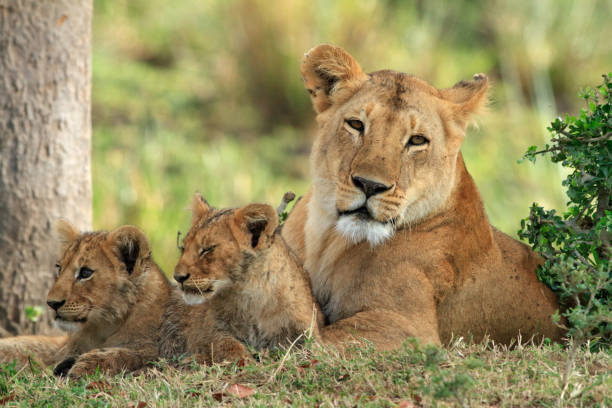istock Female Lion with cubs 1127560718