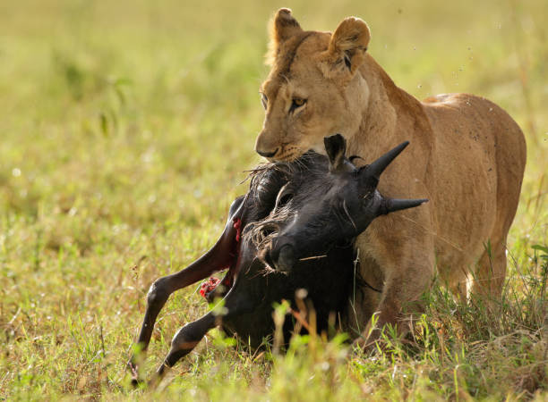 istock Female Lion with prey 1127560887