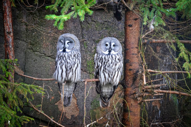 gran búho gris se encuentra en un árbol - cinereous fotografías e imágenes de stock