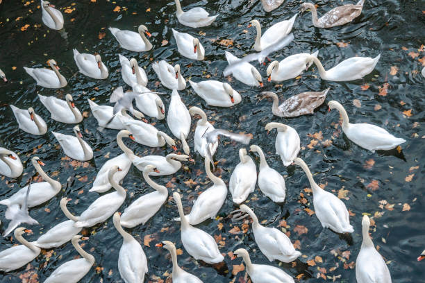A large group of swans swimming closely on river waters in Berlin, Germany