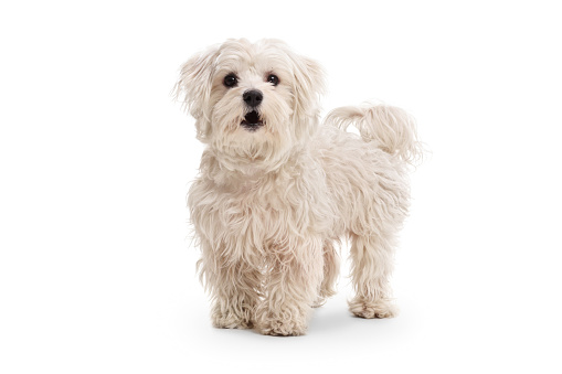 Cute maltese poodle dog isolated on white background