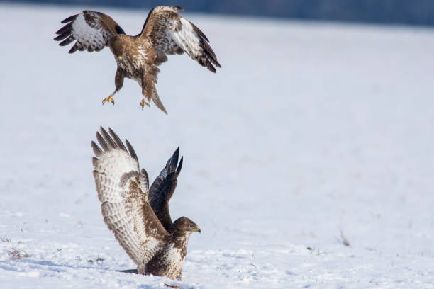 istock two common buzzard fight winter in sky 1127565865