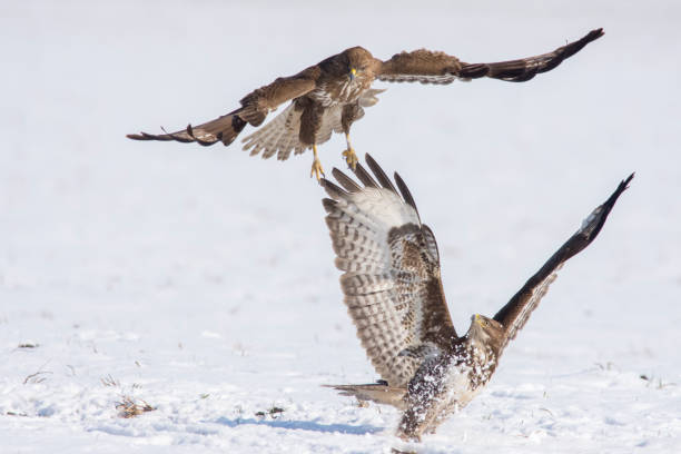 istock Common buzzard eating meat on the snow 1127565867