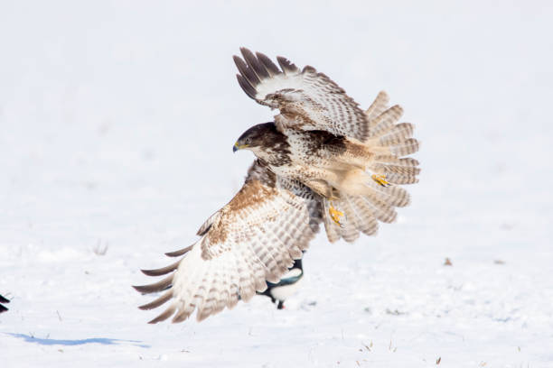 istock big common europe buzzard fly in winter 1127565911