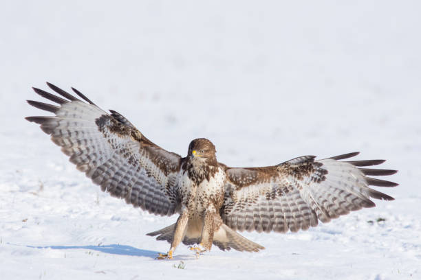 istock big wings europe buzzard winter scene 1127565926