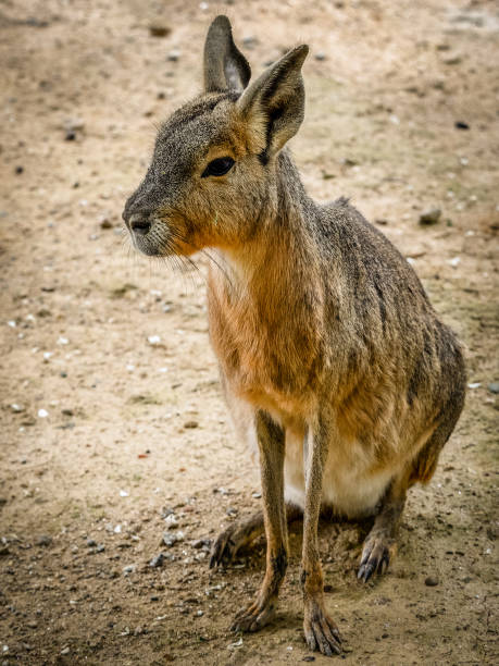 istock The Patagonian mara 1127567608