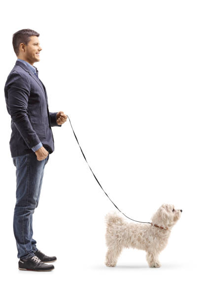 istock Young man standing with a maltese poodle dog 1127567755