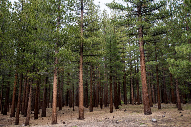 istock Jeffrey Pine Trees forest on Mammoth Scenic Loop road in Mammoth Lakes, California along the Inyo Craters Trail 1127568663