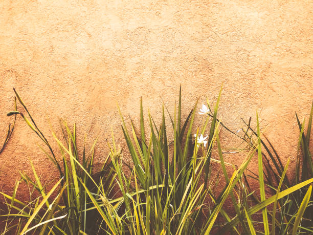 Stone wall and white flower  in Rishon Le Zion. Close up shot