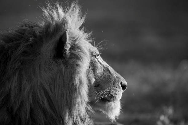 istock A large dominant male lion 1127571282