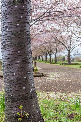 Rain and cherry blossom trees