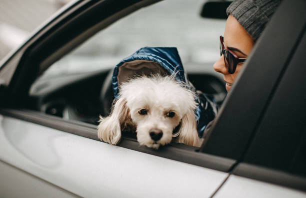 istock One woman sitting and playing with dog 1127572638