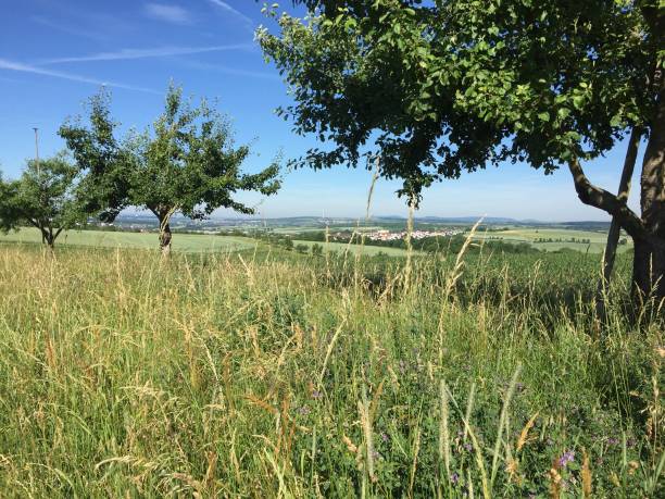 istock Summer meadow with wildflowers and blue sky in Germany 1127572701