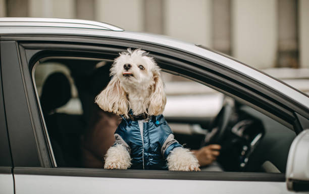 istock My car is better than yours 1127572860