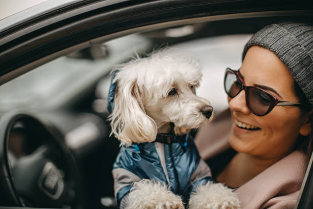 istock One woman sitting and playing with dog 1127572861