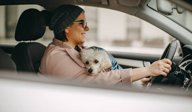 istock One woman sitting and playing with dog 1127573111