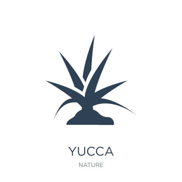 illustrazioni stock, clip art, cartoni animati e icone di tendenza di yucca icona vettore su sfondo bianco, yucca icone piene alla moda - yucca