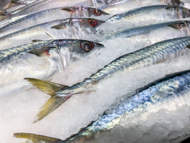 Mackerel or Saba fish freeze on ice