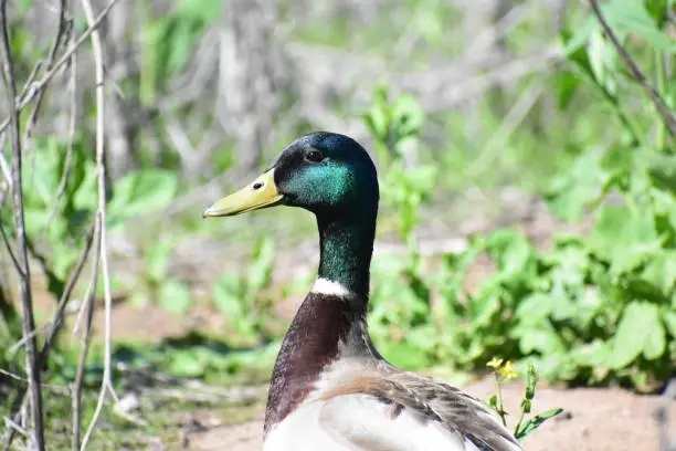 Mallard duck posing for the camera in nature.