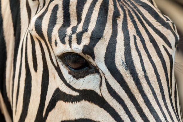 istock Close up of Zebra head including eye contact and fur pattern 1127575313