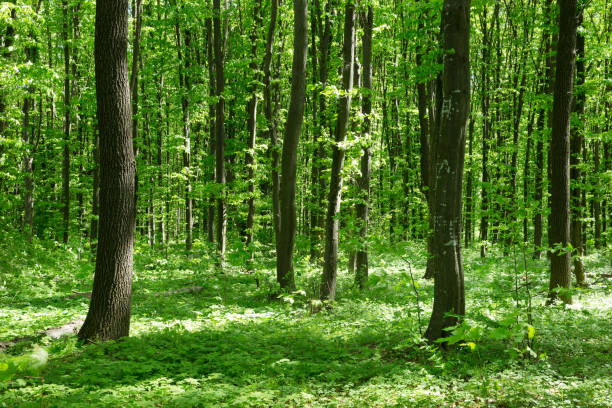 istock Forest trees. nature green wood sunlight backgrounds 1127576261