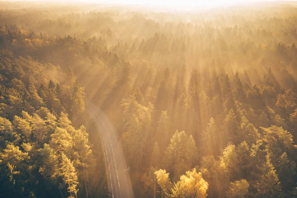 istock High Angle View Of Trees In Forest 1127576677