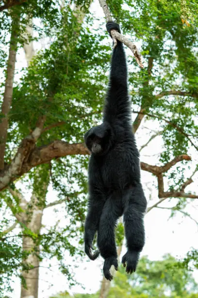 Portrait of Siamnang Gibbon holding itself by gripping on tree branch