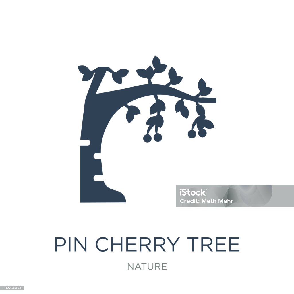 pin cherry tree icon vector on white background, pin cherry tree pin cherry tree icon vector on white background, pin cherry tree trendy filled icons from Nature collection Art stock vector