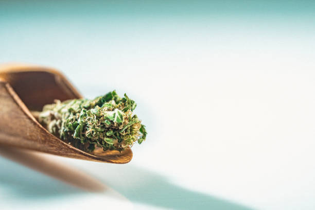 cannabis, marihuana - flower single flower macro focus on foreground fotografías e imágenes de stock