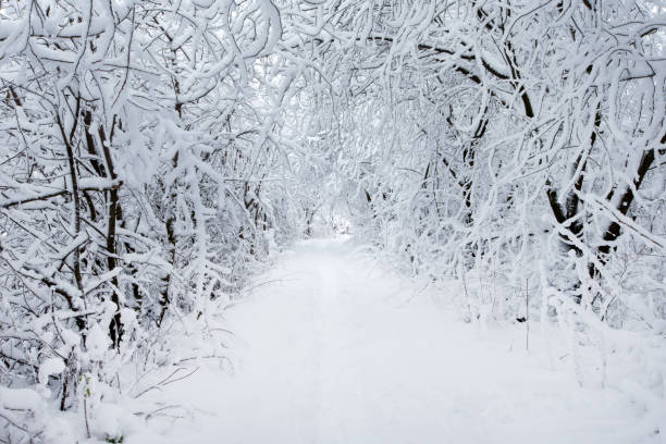 istock beautiful winter forest and the road 1127581298