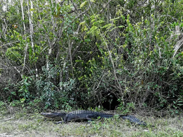 Photo of Aligator sleeping bush