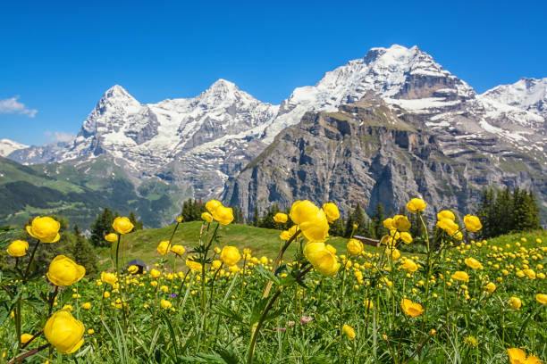 istock Blooming alpine meadow in spring, Switzerland 1127585278