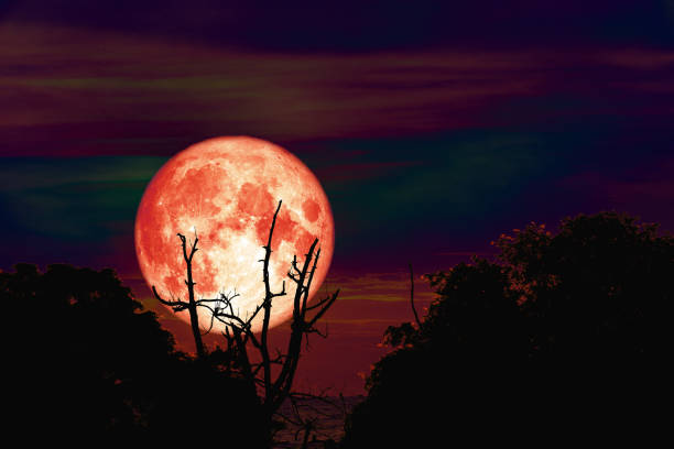 istock Hunter's moon back over silhouette branch tree in field on evening sky 1127585352