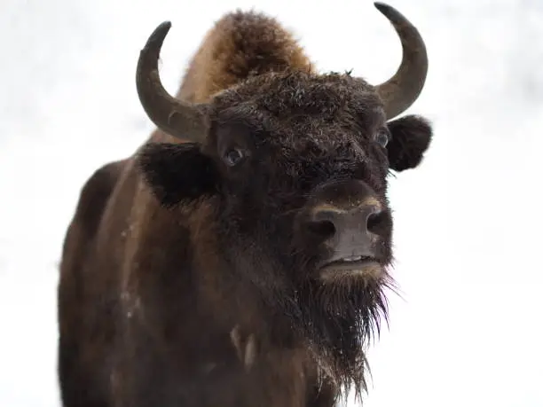 The bison, also known as the European bison, has been Europe's heaviest and largest land mammal since the eradication of the aurochs and is also the last representative of the wild cattle species of the European continent.