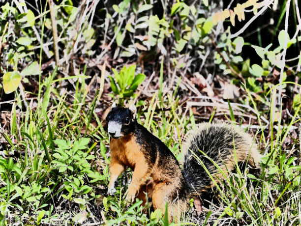 écureuil rouge et noir dans les buissons - squirrel red squirrel black forest forest photos et images de collection