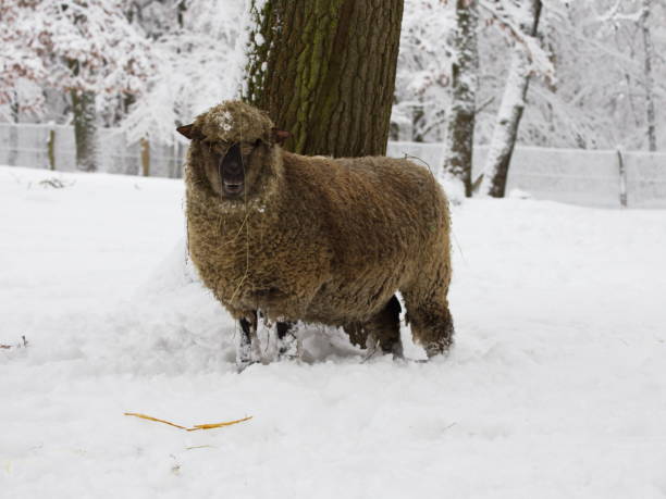 istock Shropshire sheep with dense winter fur 1127585558