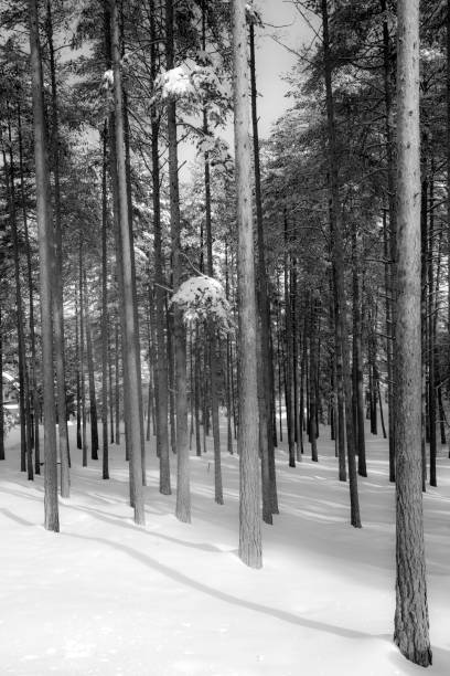 istock Idyllic winter day into the woods 1127586931